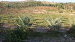 Foto: Kebun Kurma di Aceh yang Siap Panen Mei 2018