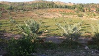Tanah di sana tandus dan gersang. Pembersihan pun dilakukan menggunakan alat berat. Setelah kebun jadi, Mahdi mengimpor pohon kurma dari Inggris untuk ditanam di sana. 