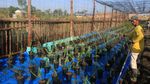 Foto: Kebun Kurma di Aceh yang Siap Panen Mei 2018