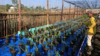Mahdi membeli bibit kurma seharga Rp 700 ribu perbatang. Pohon-pohon kurma di sana ditanam dengan jarak antara delapan hingga 10 meter.