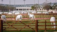 Inilah Al Shaqab, sebuah resor bintang lima dengan fasilitas serba mumpuni untuk kuda di Doha, Ibukota Qatar (Al Shaqab)