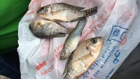 Hujan turun bersama ikan di wilayah pesisir Meksiko, tepatnya di Tampico pada Jumat (29/9/2017) (Foto: Dok. Facebook Keamanan Sipil Tamaulipas)