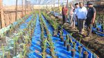 Foto: Kebun Kurma di Aceh yang Siap Panen Mei 2018