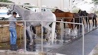 Para kuda juga rutin diberikan perawatan setiap harinya, harus selalu terjamin kesejahteraan dan kesehatannya (Al Shaqab)