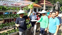 Selain itu, Ada juga tanaman selada hidroponik. 