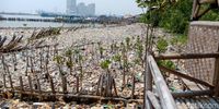 Lautan sampah di Teluk Jakarta, Muara Angke, Jakarta Utara
