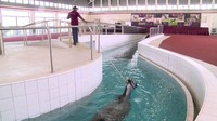 Spa, stadion, sampai kolam renang untuk kuda tersedia di sini (Al Shaqab)