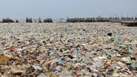 Lautan sampah di Teluk Jakarta menjadi sorotan. Foto di atas dipotret pada Jumat, 16 Maret 2018 (Foto: Eva Safitri/detikcom)