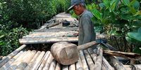 penjaga kawasan hutan manggrove, Roni (65)