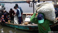 Nelayan membawa kerang hijau yang baru datang.