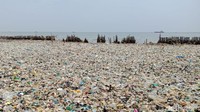 Lautan sampah di Muara Angke, Jakarta Utara, disebut-sebut sebagai lokasi pembibitan ikan bandeng. Kepala Dinas Lingkungan Hidup Kepulauan Seribu Yusen Hardiman mengatakan sampah tersebut terbawa karena adanya rob dan angin barat. Akibatnya, sampah semakin banyak dan menumpuk. (Foto: Eva Safitri/detikcom)