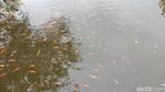 Ada yang Cantik di Balik Lautan Sampah di Teluk Jakarta