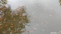 Tampak ikan nila merah yang dibudi daya di lokasi.