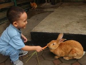 Yuk, Bermain Bersama Hewan Lucu di Farmhouse Bandung