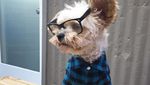 Gemasnya! Anjing Popeye yang Berpose Sebagai Food Blogger Hits