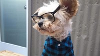 Selain pose imut dan menggemaskan, Popeye juga pandai menunjukan pose keren. Mengenakan kemeja flannel dan kaca mata, Popeye memasang pose cool dengan secangkir kopi latte. Foto: Instagram @popeyethefoodie