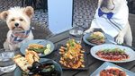 Gemasnya! Anjing Popeye yang Berpose Sebagai Food Blogger Hits