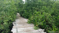 Kawasan mangrove ini berlokasi persis di samping tumpukan-tumpukan sampah. Di kawasan yang luasnya 1,5 hektare ini, ditemui hamparan tanamanhijau.