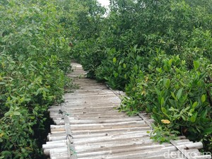 Di Balik Tumpukan Sampah, Ada Kawasan Mangrove Cantik di Muara Angke