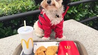 Untungnya Popeye memang tidak begitu tertarik dengan makanan, dia hanya suka mengonggong ke anjing lain dan menonton orang-orang yang lewat. Foto: Instagram @popeyethefoodie