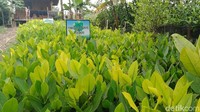 Di kawasan ini selain penanaman, juga dilakukan pembibitan beberapa jenis tumbuhan yang dapat hidup di daerah payau.