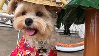 Lebih dari ratusan restoran di Los Angeles telah Popeye datangi, dengan berbagai pose lucu dan kostum yang menggemaskan. Foto: Instagram @popeyethefoodie