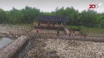 Penampakan Lautan Sampah di Teluk Jakarta dari Langit