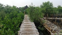 Untuk mengakses kawasan ini, pengunjung dapat melewati jembatan-jembatan yang membelah tumbuhan bakau.