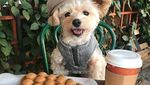 Gemasnya! Anjing Popeye yang Berpose Sebagai Food Blogger Hits
