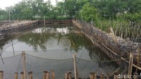 Namun bisa terlihat pula ada tumpukan sampah yang mengambang di samping tambak budi daya ikan.