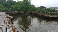 Ada empat tambak namanya tambak budi daya ikan, satu kolam lima kepala keluarga yang ngerawat. Ikannya itu nila merah, nila hitam, dan gurame. Kurang lebih 15.000 ekor, ucap pria yang juga menjabat sebagai Ketua Karang Taruna Kelurahan Pluit.