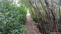 Tahun 2008 kita sama kawan komunitas mangrove mulai mengusulkan ide dibuatnya kawasan hutan mangrove ini. Dulu lahan tidur yang notabennya sampah juga, ujarnya di lokasi, Pluit, Penjaringan, Jakarta Utara, Sabtu (17/3/2018).