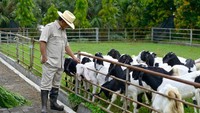 Tak hanya di dunia politik, Prabowo Subianto juga concern di sejumlah bidang lainnya. Salah satunya adalah peternakan. Di rumahnya di Bukit Hambalang, Bogor, Prabowo diketahui memiliki ternak sapi dan kambing. (Foto: dok. Facebook Prabowo Subianto).