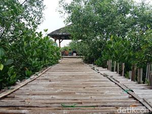 Impian Teluk Jakarta Jadi Tempat Wisata Mangrove Yang Asri