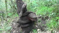 Artefak di pedalaman hutan pinus Gunung Soputan. Sudah puluhan wisman dan ratusan wisnus mencoba jasa naik motor ke Gunung (Michelle De Jonker/detikTravel)