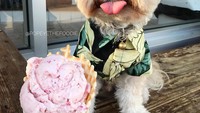 Kini Popeye dikenal sebagai doggie food blogger di Instagram. Ada 784 postingan dirinya dan makanan, yang diikuti lebih dari 300,000 follower dan ribuan likes di setiap postingannya. Foto: Instagram @popeyethefoodie