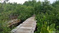 Ketua Komunitas Mangrove Muara Angke, Risnandar, mengatakan ada sebanyak 27 ribu pohon yang tumbuh di kawasan ini yang terdiri dari berbagai jenis seperti pohon bakau, api-api, pidada, dan nipah.