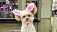 Ditemukan di jalanan Los Angeles pada tahun 2014, Popeye dulu memiliki kondisi yang tidak terawat. Setelah 4 tahun, Popeye jadi food blogger dengan berbagai pose dan makanan enak. Foto: Instagram @popeyethefoodie
