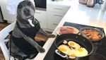 Lucunya! Aksi The Blueboys, Dua Anjing  yang Suka Ngemil Kue dan Popcorn