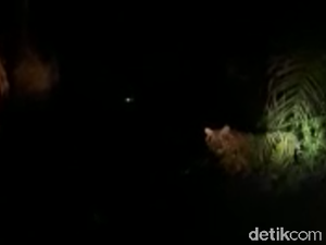 Harimau Serang Ternak di Riau, Diduga dari Hutan Suaka Kerumutan