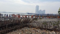 Pembersihan sampah di Teluk Jakarta kembali dilanjutkan pagi ini. Petugas bahu membahu mengangkut sampah (Foto: Zunita Amalia Putri/detikcom)