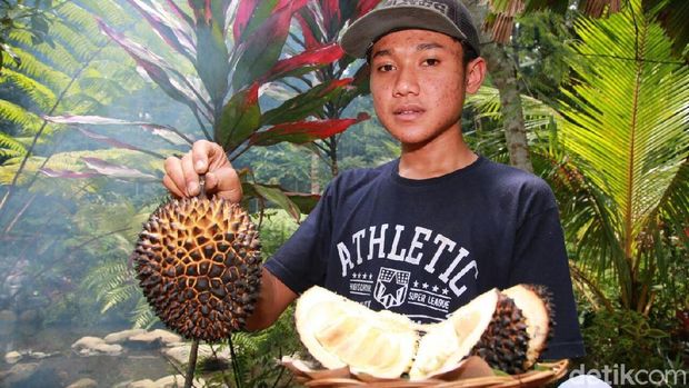 Traveler Pecinta Durian Wajib Liburan ke Banyuwangi! Ini Alasannya..
