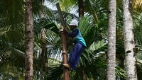 Nantinya, setelah pengerjaan konstruksi listrik selesai, sebanyak 388 kepala keluarga (KK) dari empat desa tersebut bakal menikmati listrik dari PLN. Foto: Dok: PLN