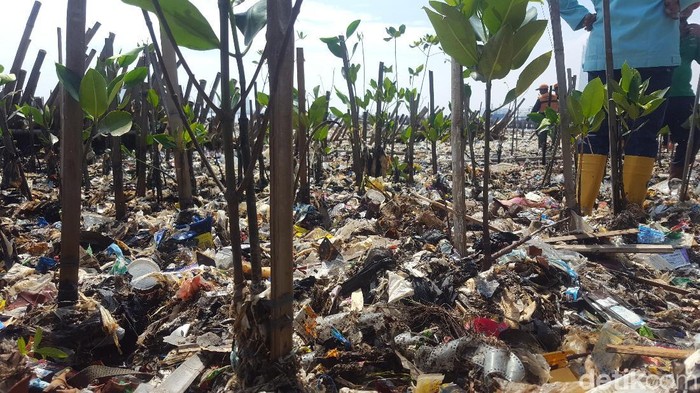 Bibit mangrove ditanam di atas tumpukan sampah di kawasan hutan mangrove Ecomarine, Jakarta Utara