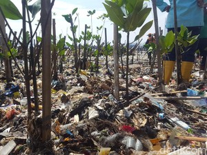 DKI Duga Sampah Pantai Mangrove Muara Angke Terbawa Arus dari Daerah Lain