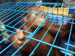 BKSDA Aceh Sita 1 Ekor Orangutan Berperut Buncit dari Warga