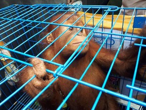 Anak Orangutan Alami Gizi Buruk Diserahkan Warga Aceh ke BKSDA