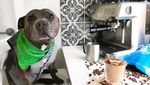 Lucunya! Aksi The Blueboys, Dua Anjing  yang Suka Ngemil Kue dan Popcorn