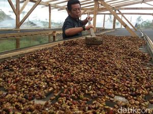 Kopi Sumatera Beragam Bisa Dimanfaatkan Untuk Kecantikan