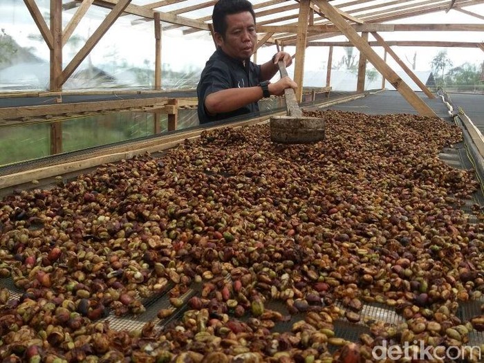 kopi Bengkulu